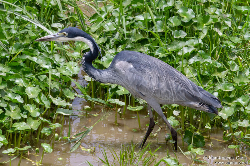 Black-headed Heronadult