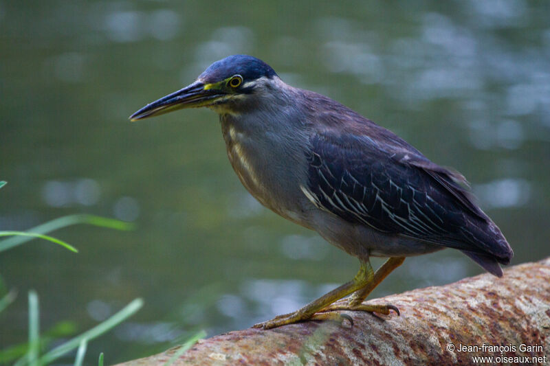 Striated Heron