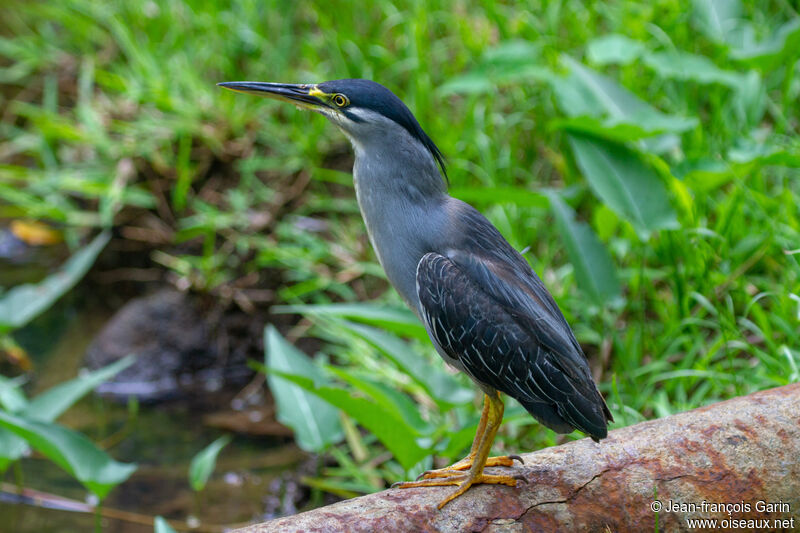 Striated Heron