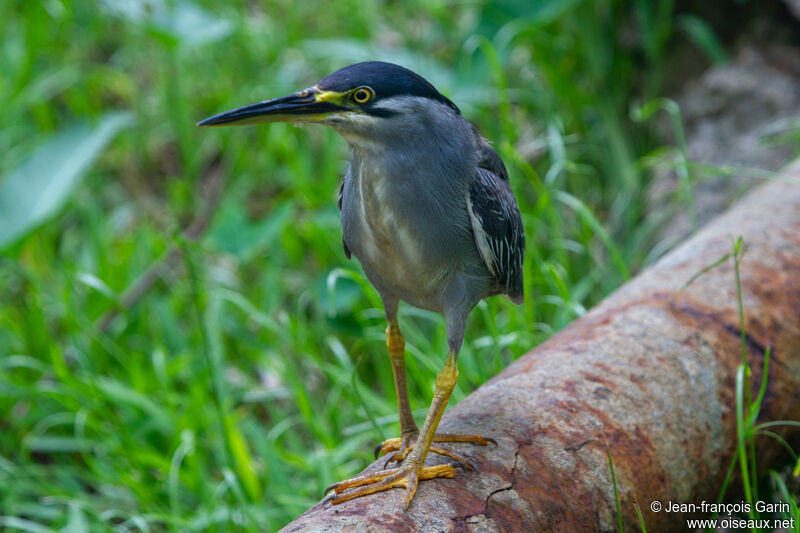 Striated Heron