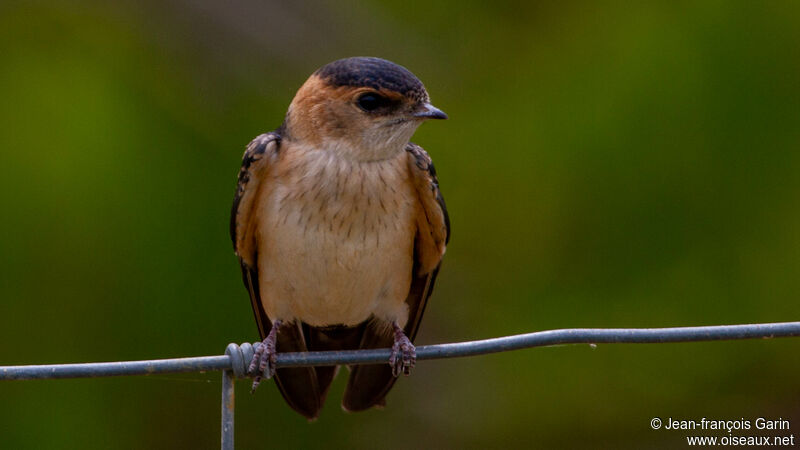 Hirondelle rousseline