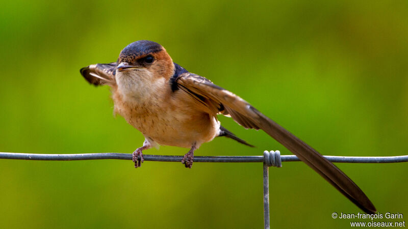 Hirondelle rousseline