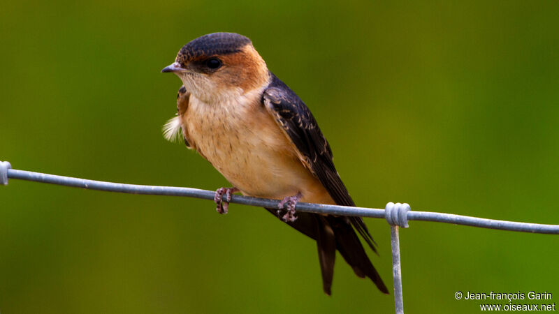 Red-rumped Swallow