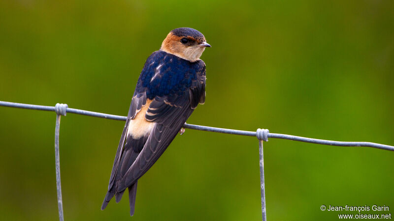 Red-rumped Swallow