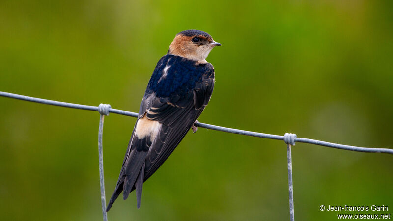 Red-rumped Swallow