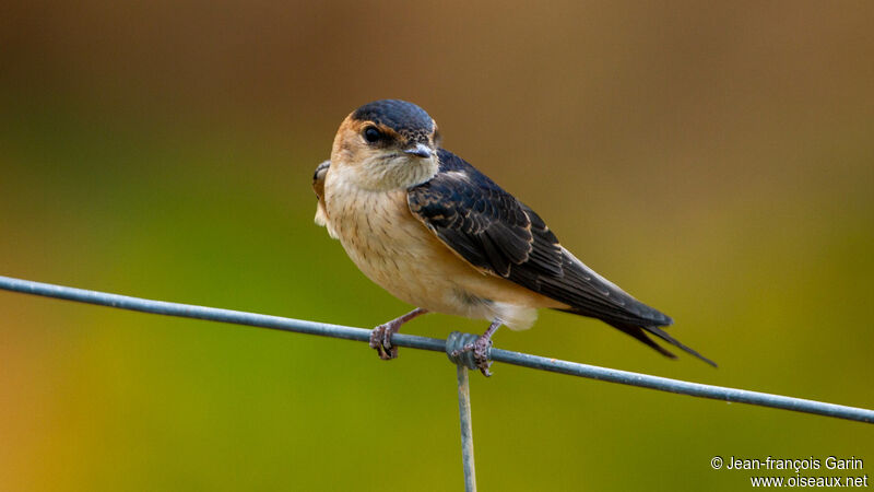 Red-rumped Swallow