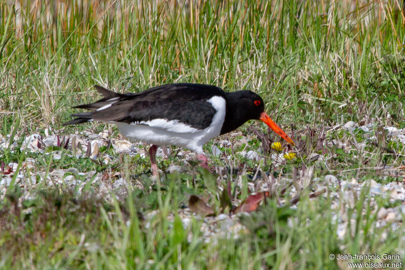 Eurasian Oystercatcher