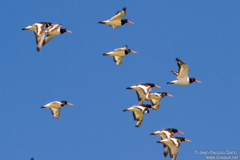 Eurasian Oystercatcher, Flight