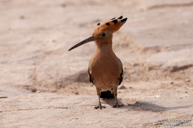 Eurasian Hoopoe