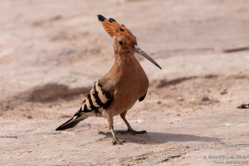 Eurasian Hoopoe