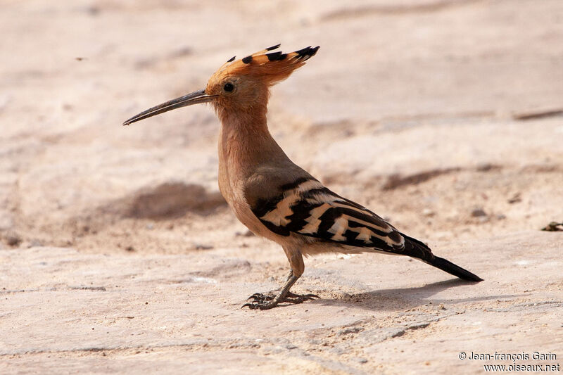 Eurasian Hoopoe