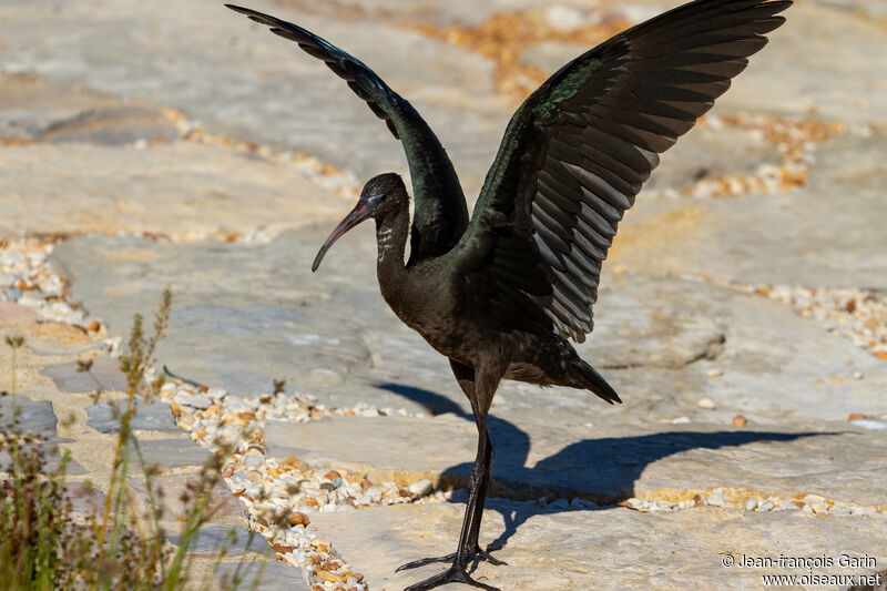 Glossy Ibis