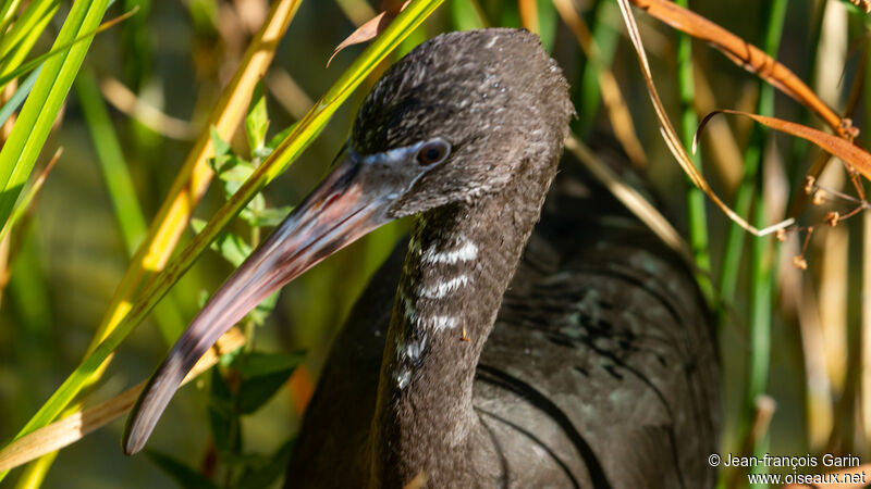 Ibis falcinelle