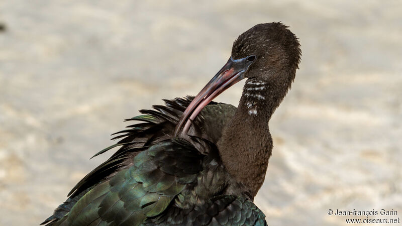 Ibis falcinelle