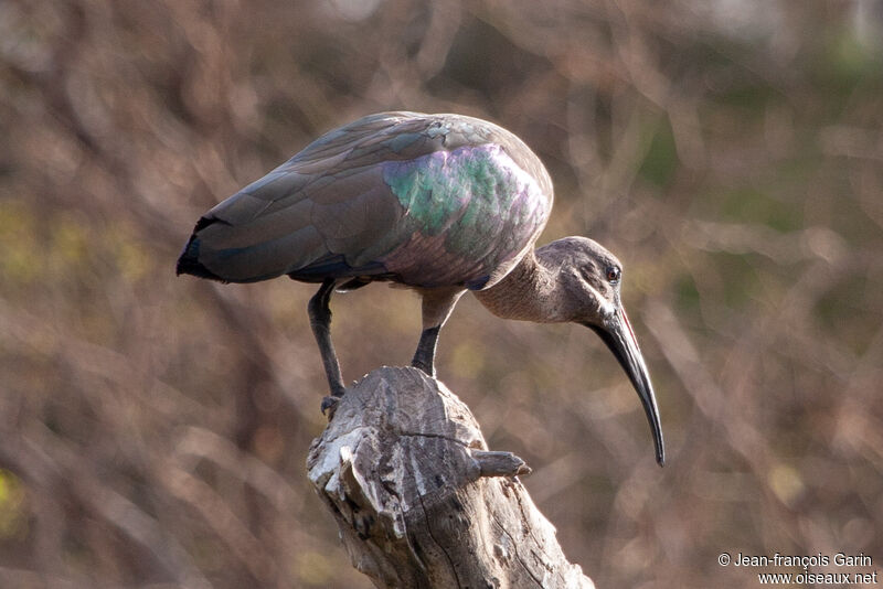 Hadada Ibis