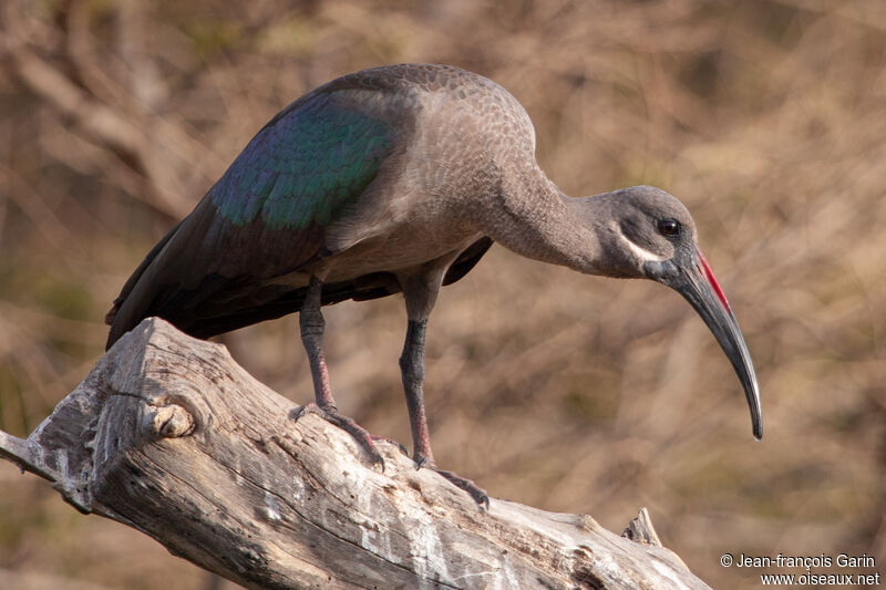 Hadada Ibis