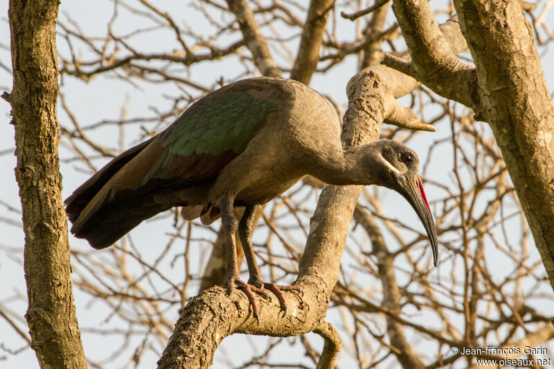 Ibis hagedash