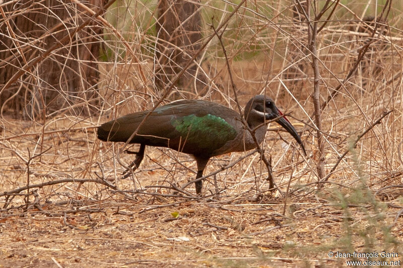 Hadada Ibis