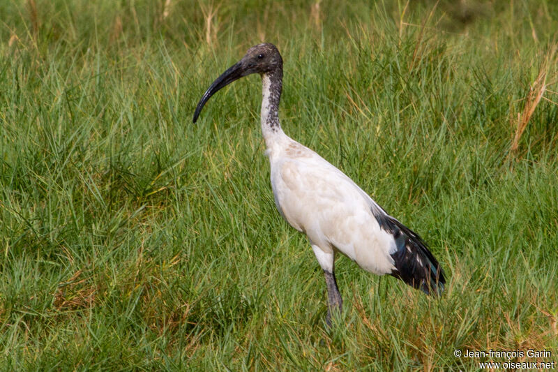 African Sacred Ibis