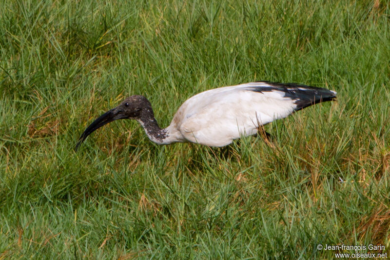 African Sacred Ibis