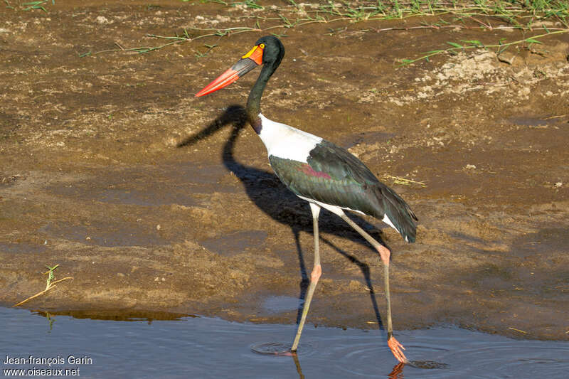 Jabiru d'Afrique femelle adulte, identification