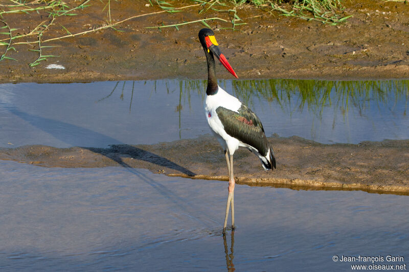 Saddle-billed Stork male