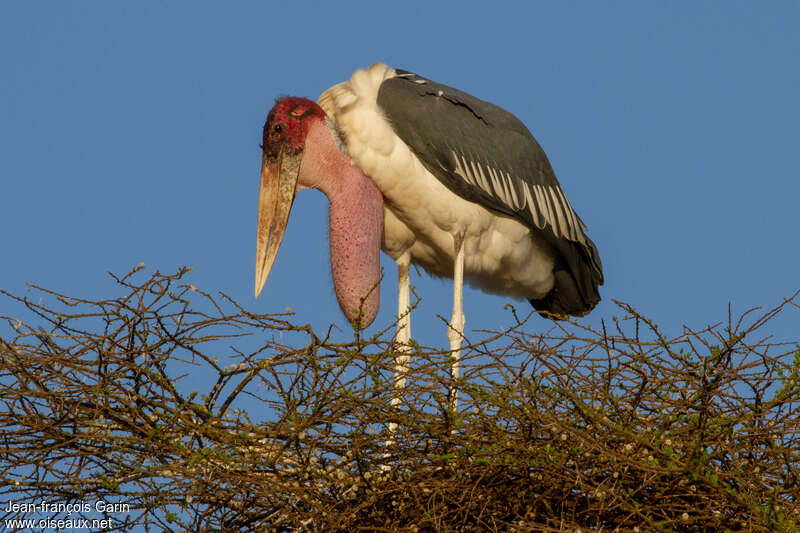 Marabou Storkadult breeding, identification