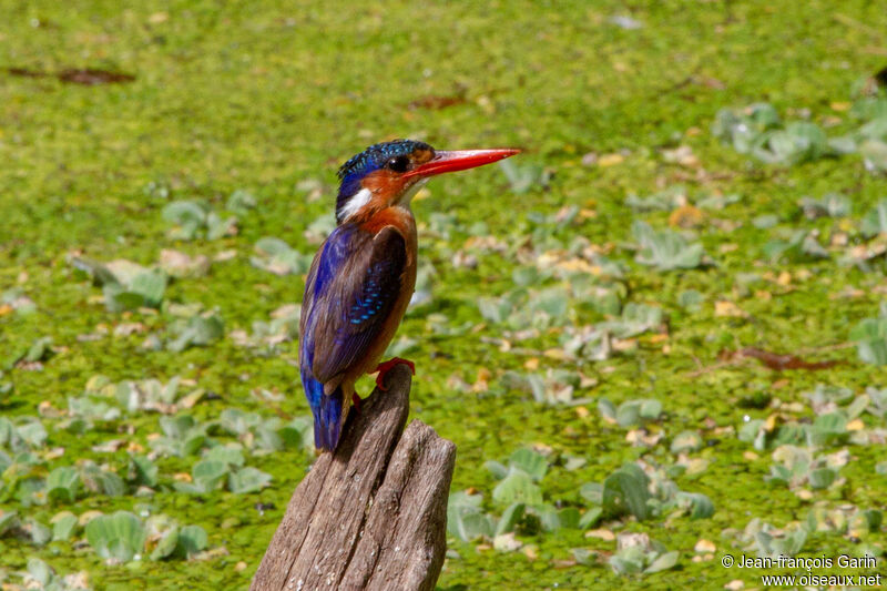 Malachite Kingfisher