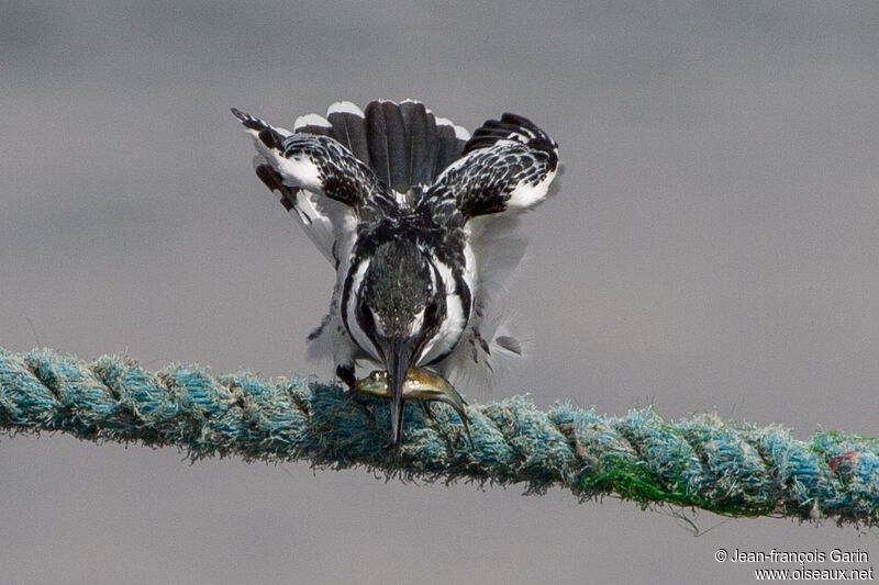 Pied Kingfisher