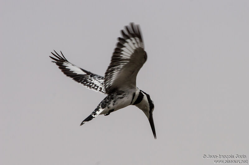 Pied Kingfisher