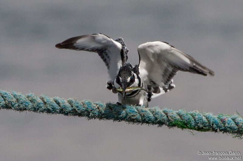 Pied Kingfisher