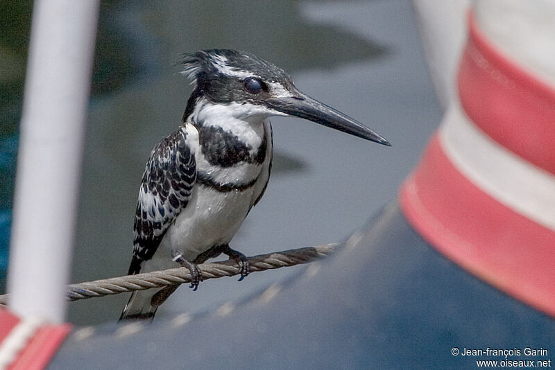 Pied Kingfisher