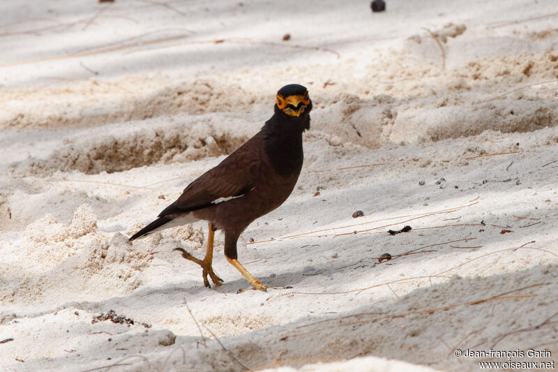 Common Myna