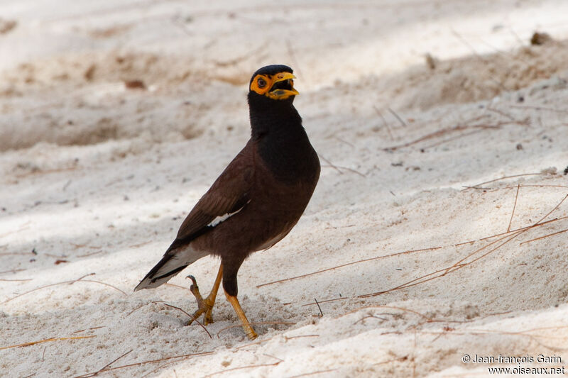 Common Myna