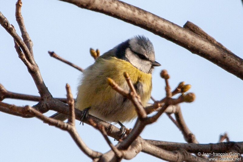 Mésange bleue