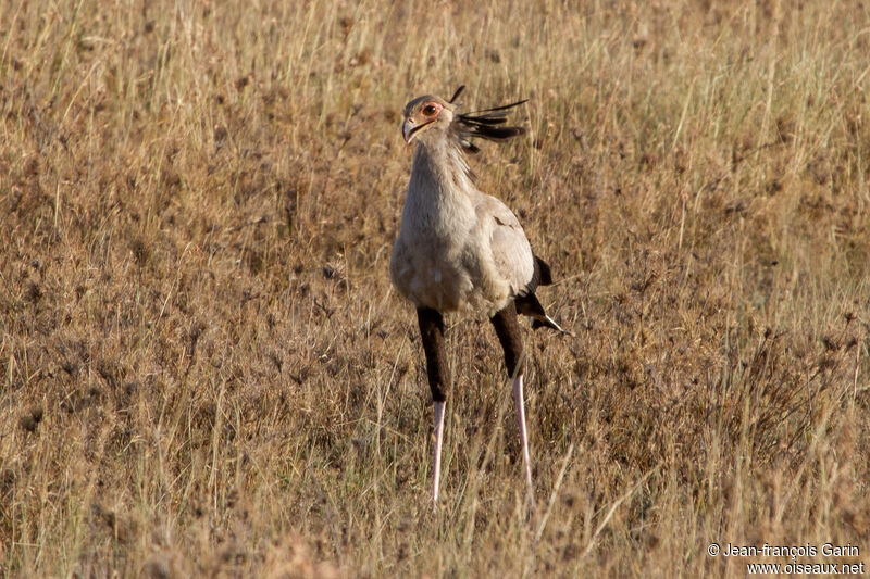 Secretarybird