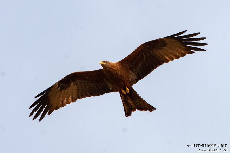 Yellow-billed Kite