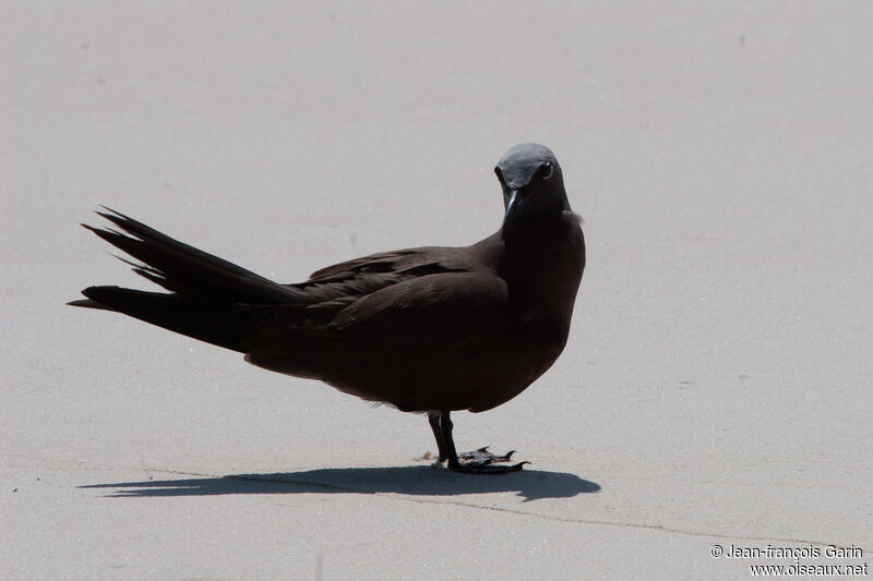 Brown Noddyadult