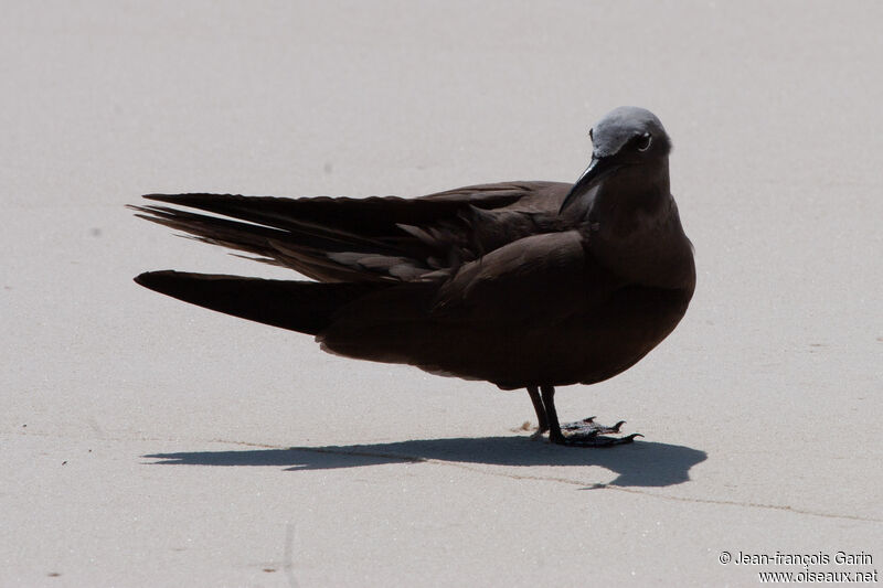 Brown Noddyadult