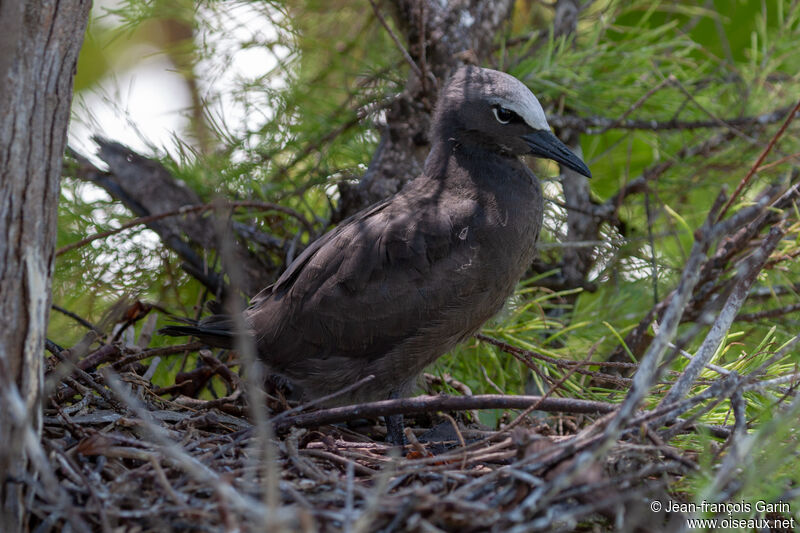 Brown Noddyjuvenile