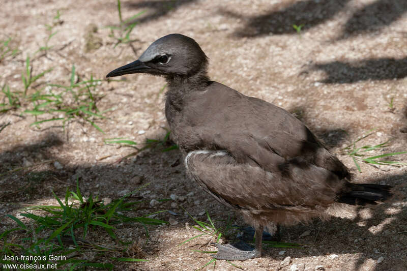 Brown Noddyjuvenile, identification