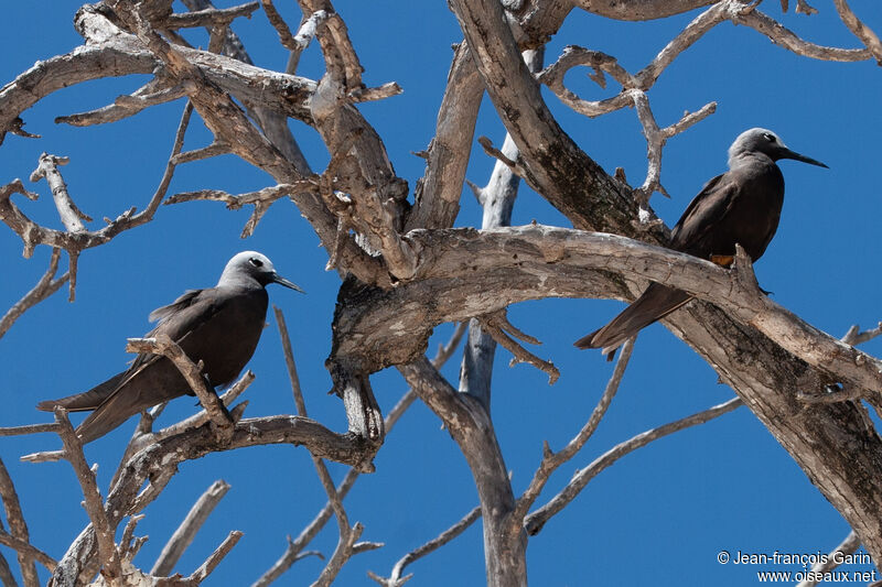 Lesser Noddy