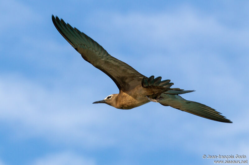 Lesser Noddy