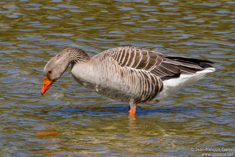 Greylag Gooseadult