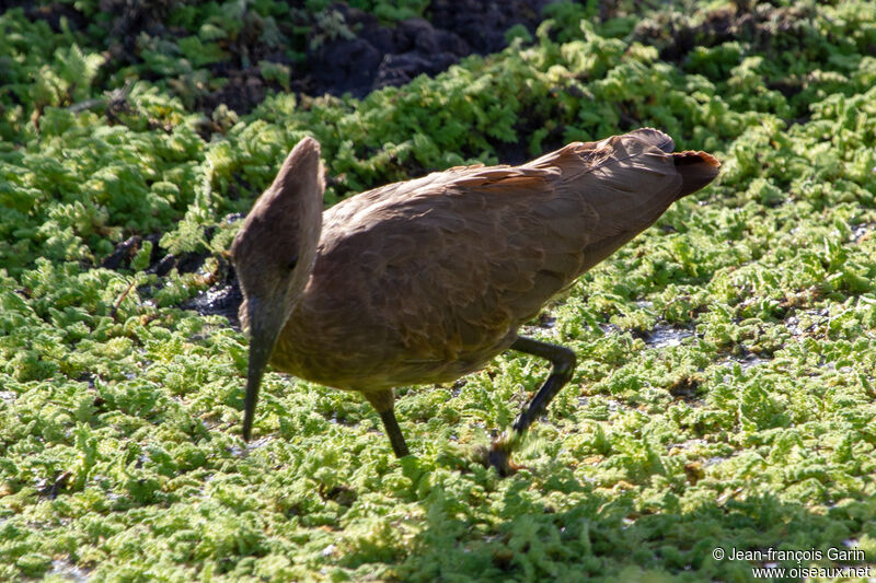 Hamerkop