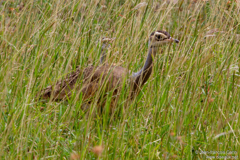 White-bellied Bustard