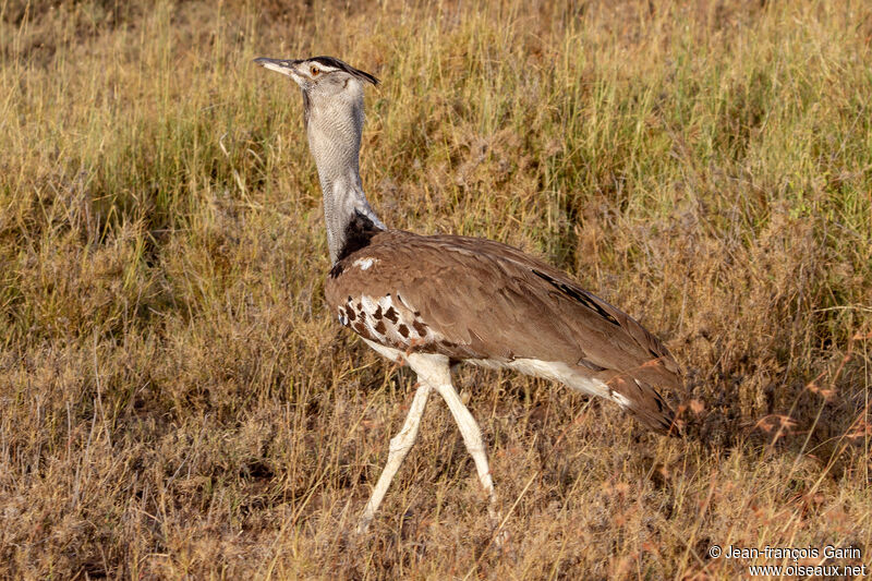 Kori Bustard