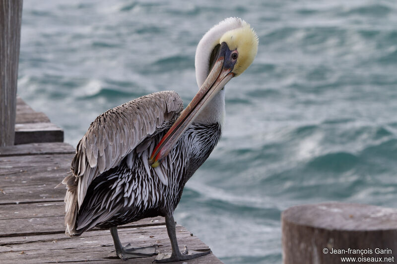 Brown Pelican