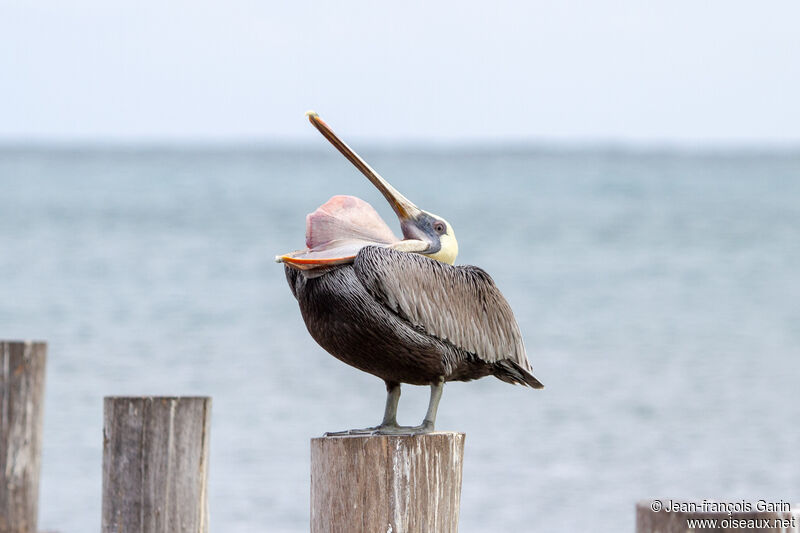 Brown Pelican