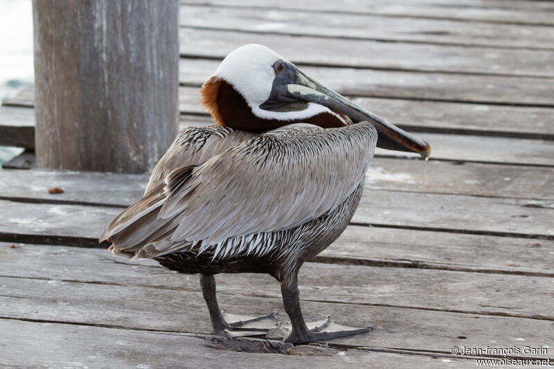 Brown Pelican